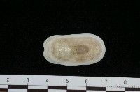 藏品(鴨嘴螺)的圖片